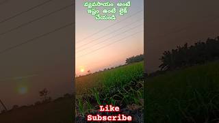 వ్యవసాయం అంటే ఇష్టం ఉంటే లైక్ చేయండి #raithu #agriculturalsystem #telugu #trendingshorts