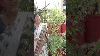 ఈ ఆకు కూరతో మీరవుతారు ఆరోగ్య చక్రవర్తి #gardening #farming #food #health#chakravarthi akukura