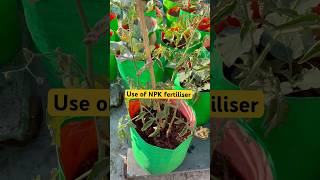 Best fertiliser for plant growth Npk 🍅 #npkfertilizer #shorts #organicgardening #tomato #ytshorts