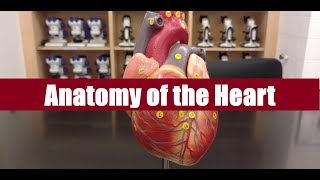 Anatomy of the heart