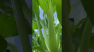 ស្ពៃតឿ #shorts #agriculture #vegetables #bok choy