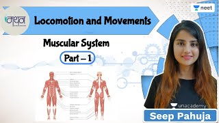 Locomotion and Movements | Muscular System | L1 | NEET 2022/23 | Seep Pahuja
