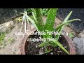 aloe vera storage tip howto store kattarvazha കറ്റാർവാഴ ഇങ്ങനെ സൂക്ഷിക്കു malayalam afisnotebook