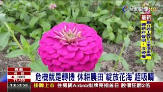 整片波斯菊「粉」浪漫 花海現嘉義市新亮點