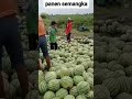 panen buah semangka super #shorts #viral