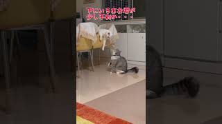 猫達の喧嘩が可愛すぎてずっと見てられます