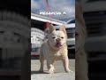 Lilac Platinum Fluffy French Bulldog