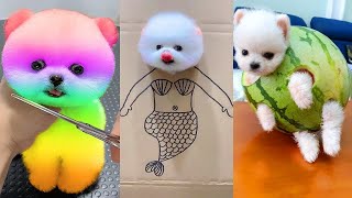Cute Pomeranian Puppies Doing Funny Things #1 | Cute and Funny dogs || Cutie Pom