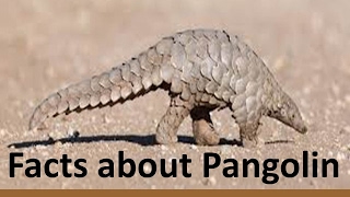 Top 50 Interesting Facts about Pangolin. What is a Pangolin