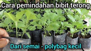 Cara dan waktu yg tepat pemindahan bibit terong ungu dari semai-polybag kecil