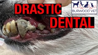 Drastic transformational dog dental surgery at Burwood vet