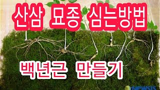 산삼 묘종심기 / 산양삼 / 묘삼 심는방법