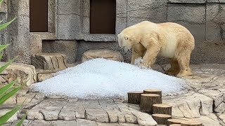 20230804:今日の円山動物園:氷のプレゼント:ホッキョクグマ編