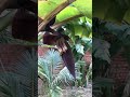 ចេកក្រមួន home growing banana