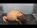 sorry frog... you are so delicious【食用カエル】 pacman frog african bullfrog【live feeding】【ツノガエル】