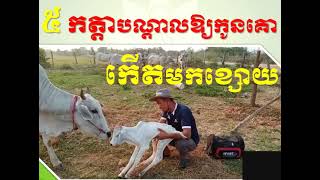 5 កត្តា​បណ្តាល ឲ្យ កូនគោ​កើតមក​ខ្សោយ