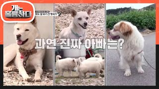 아기 댕댕이들의 과연 진짜 아빠는? [개는 훌륭하다] 20191125