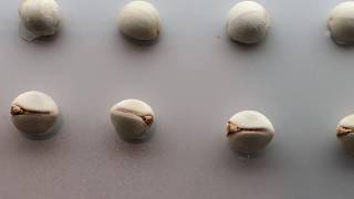 烏臼種子標本 Sapium Sebiferum Seed Specimen