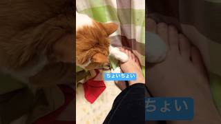 なに訴えてるの？ #shorts #猫のいる暮らし #老猫 #cat #高齢猫 #ねこ #でぶねこ #鳴き声