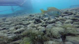 Vortex Spring Scuba Diving Underwater Lightning Strike-Unedited