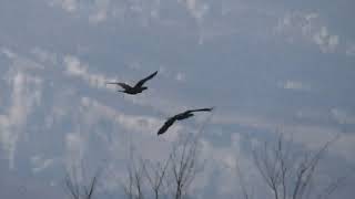 Two Great Cormorants in Flight カワウ2羽が川の上空を飛ぶ（野鳥）