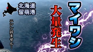 北海道の漁港でマイワシが大量発生…留萌港でニシンを狙うもイワシのサビキ釣りに…2024年4月