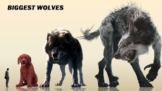 15 Biggest Wolves & Dogs In Movies