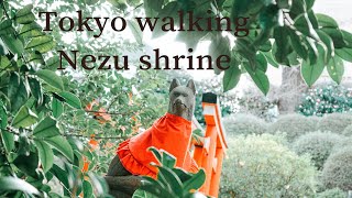 Vlog #80 根津神社⛩  / Nezu shrine 🦊