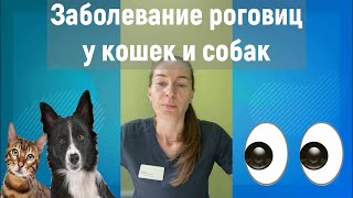 Устранение заболевания роговицы у ваших питомцев: Расскажем о том, что делает ветеринарная клиника