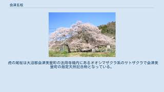 会津五桜