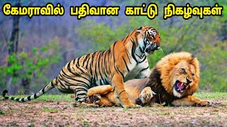 காட்டில் நடக்கும் விலங்குகளின் நிகழ்வுகள் / Amazing Animals Tamil / Tamil Display