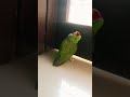 dance🦜 #parrot #party #dance #food #trending #animals #bollywood #disco #love #kiss #pyaar #pet #bro