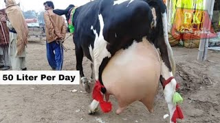 दुनिया की सबसे ज्यादा दूध देने वाली गाय || World Biggest Udder Cow