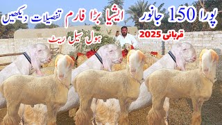 ایشیا کا سب سے بڑا فارم قربانی والے جانور کتنا کمائی تفصیلات تاریخ 7/2/2025 at Mundra Mandi Pakistan