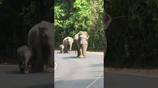 โยโย่วเปิดตัวเมียและลูกได้สุดๆ #wildlife #เขาใหญ่ #ช้างป่า #nature #elephant #news #ท่องเที่ยว