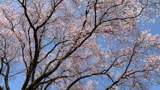 宿根の大桜を下から