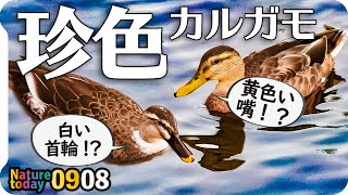 0908【交雑種？カルガモ?マルガモ?合鴨?】渡り鳥コガモが飛来。カワウのペア、夕焼け夕暮れ野鳥撮影。かわいい鳥の漫画。エンジェルウイング奇形のカモ。　#身近な生き物語　#カルガモ　#マルガモ