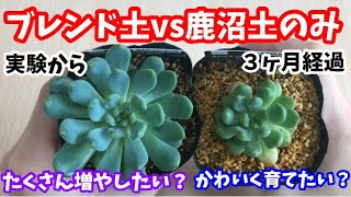 【多肉植物】ブレンド土vs鹿沼土のみ　実験から3ヶ月経過した途中経過！