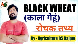 Black Wheat (काला गेहूं) - Interesting Facts (रोचक तथ्य)