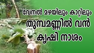 വേനൽ മഴയിലും കാറ്റിലും തുമ്പമണ്ണിൽ വൻ കൃഷി നാശം