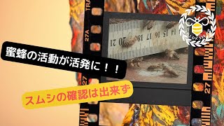 日本蜜蜂の活動が活発に！まだ、雄蜂の姿は確認できず！ 慣例のスムシチェックをしてみた！ Active activities of Japanese bees!