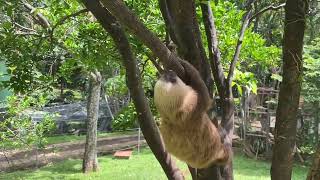 What does the sloth say?