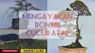 Cara Pembentukkan Awal Bonsai Cucur Atap