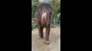 Elephant Eating | ASMR | Elephant World #satisfying #asmr #Elephant #shorts