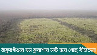 ঠাকুরগাঁওয়ে  ঘন কুয়াশায় নষ্ট হয়ে গেছে বীজতলা | Thakurgaon News | Dhaka Post