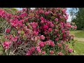 नेपालमा ३५ रंगका लाली गुराँस फूलहरू 35 colours rhododendron arboreum in nepal.