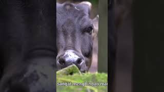 anoa merupakan hewan endemik sulawesi #hewan #animals #binatang #newvideos #wildlife #viral #anoa