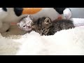 ぬいぐるみを母猫と勘違いしてしまった子猫たちが安心した顔で眠りにつく【赤ちゃん猫　保護猫】