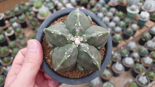 [1분난봉옥리뷰_46화] 자색빛깔이 매력적인 골귀갑돌기난봉옥(Astrophytum myriostigma)