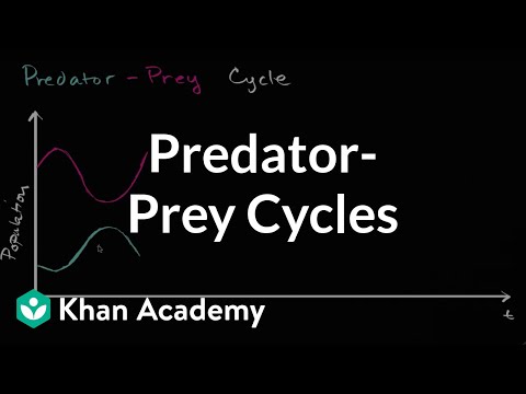 Does predation affect population?